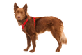 Load image into Gallery viewer, Ruffwear - Harnais Front Range Ruffwear
