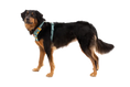 Load image into Gallery viewer, Ruffwear - Harnais Front Range Ruffwear
