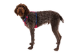 Charger l'image dans la visionneuse de la galerie, Ruffwear - Harnais Hi & Light Ruffwear
