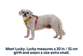 Charger l'image dans la visionneuse de la galerie, Ruffwear - Harnais Hi & Light Ruffwear

