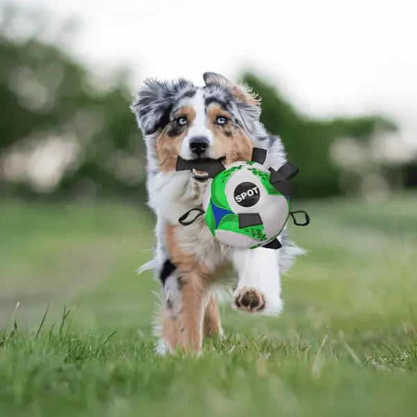 Spot - Jouet Ballon de Soccer Tabbie pour chiens