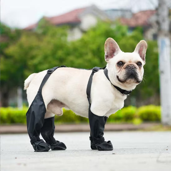 Walkin Budd - Protège pattes et corps ajustable pour chien Walking Budd