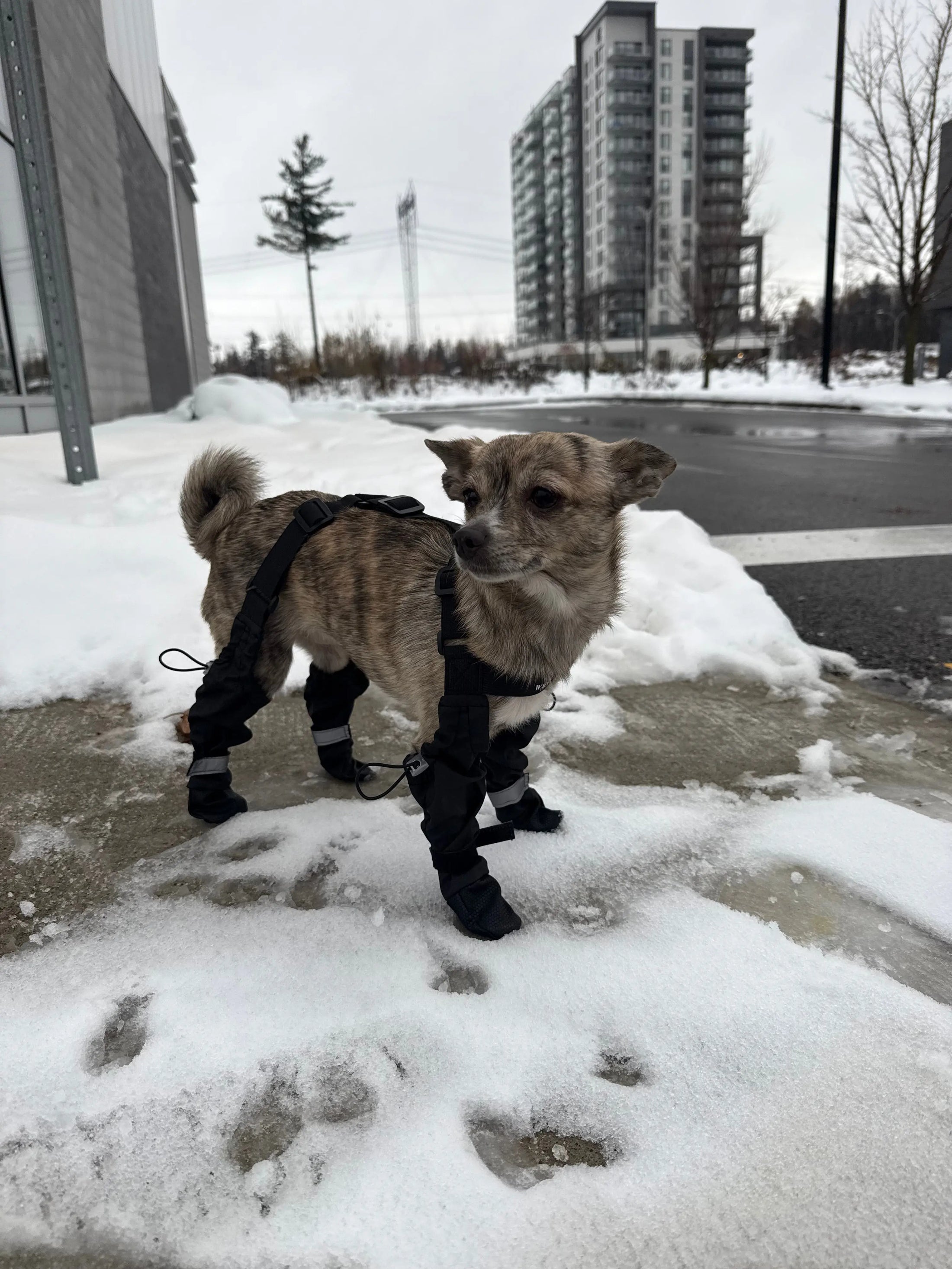 Walking Budd - Suspender Protège pattes et corps ajustable pour chiens Walking Budd