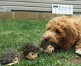 Load image into Gallery viewer, ZippyPaws Miniz 3-Pack Hedgehogs toutou jouet pour chien Zippy Paws
