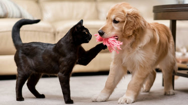 Moustaches Et Pattes Blanches dog grooming listing photo